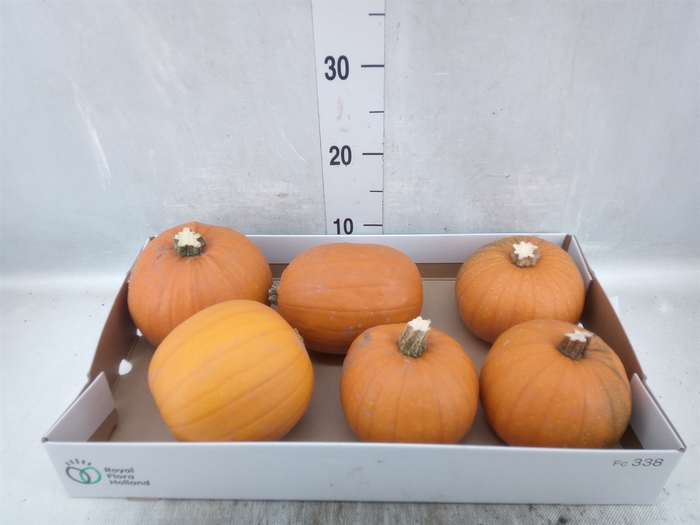 <h4>Cucurbita max. 'Halloween'</h4>