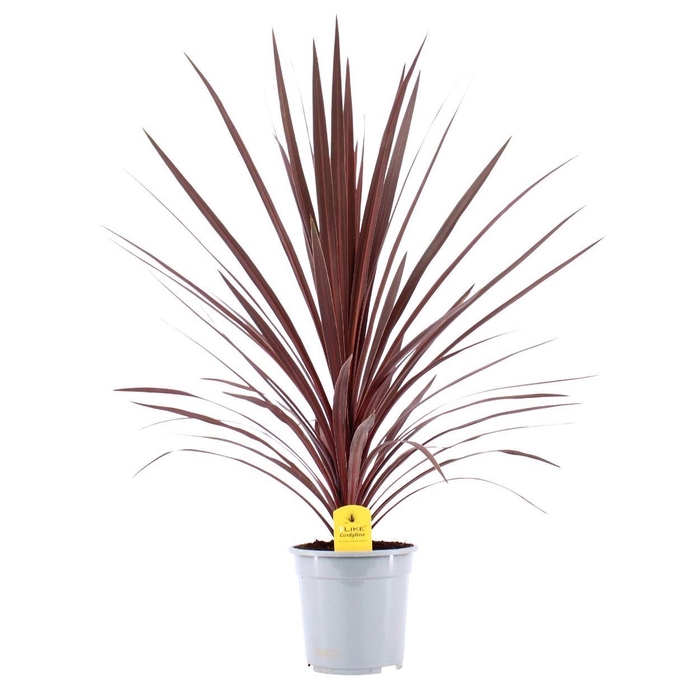 <h4>Cordyline Red Star</h4>