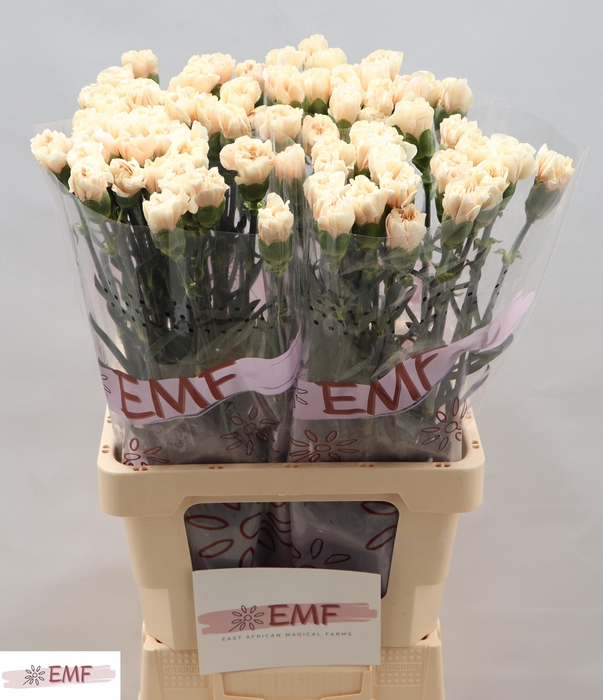 <h4>DI ST APPLE TEA</h4>