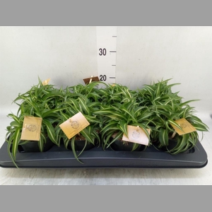 Chlorophytum com. 'Bonnie'