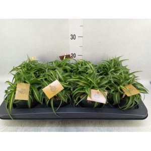 Chlorophytum com. 'Bonnie'