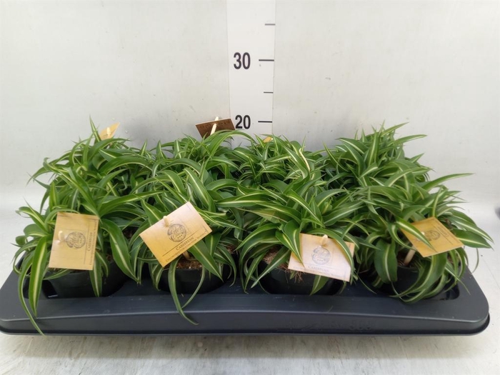 <h4>Chlorophytum com. 'Bonnie'</h4>