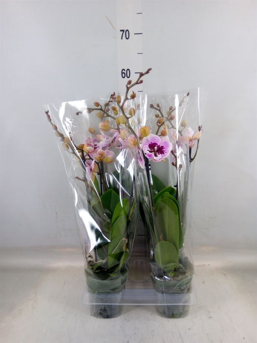 <h4>Phalaenopsis  'Hot Lip'</h4>