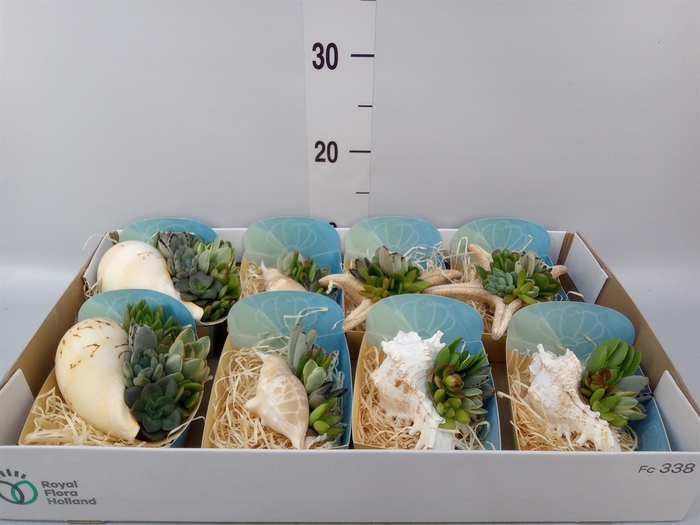 <h4>Planten  ..in schelp L%</h4>