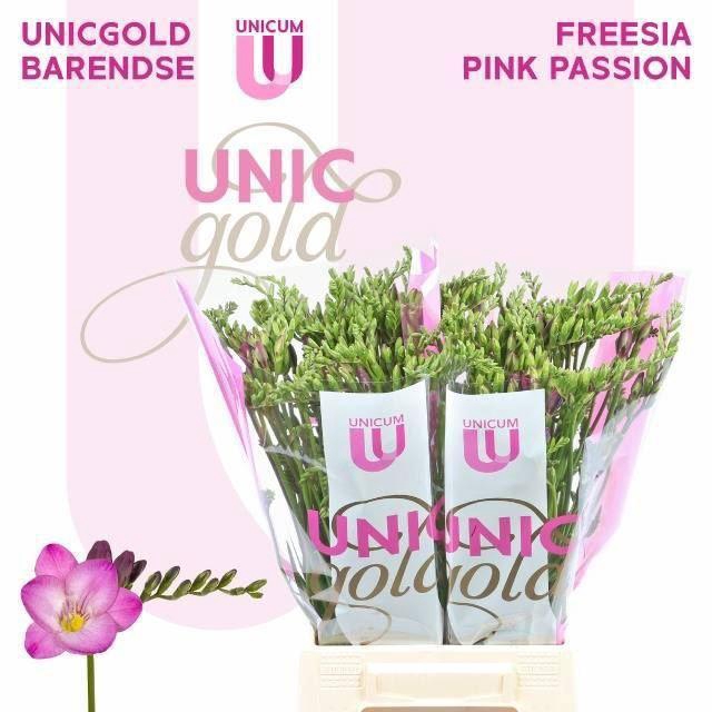 <h4>Freesia enk Pink Passion</h4>