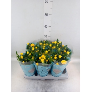 Rosa  'Amazing Jewel'