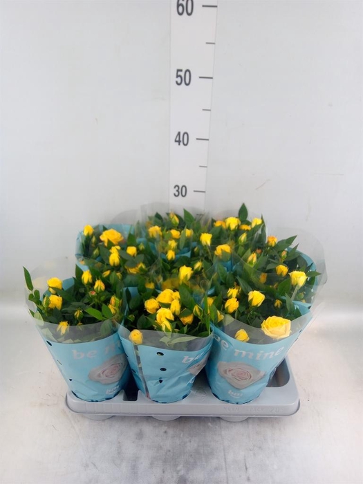 <h4>Rosa  'Amazing Jewel'</h4>