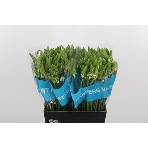 Ornithogalum T Mount Fuji