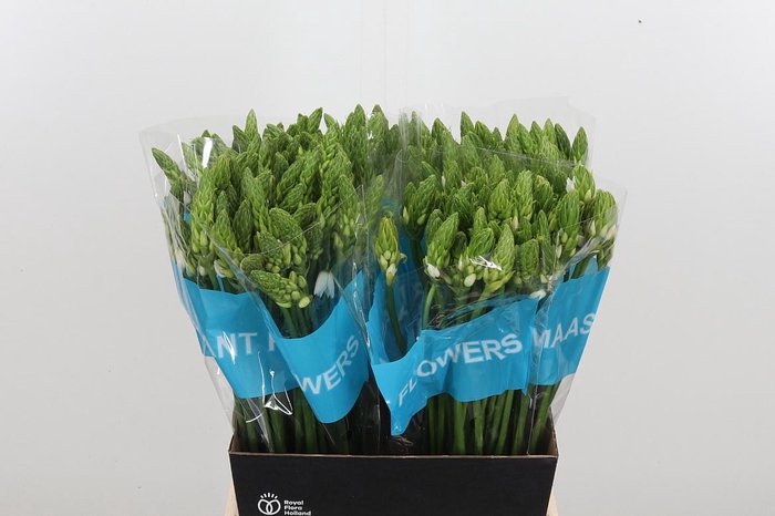 <h4>Ornithogalum T Mount Fuji</h4>