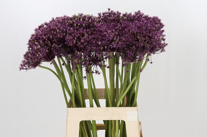 <h4>Allium Miami</h4>