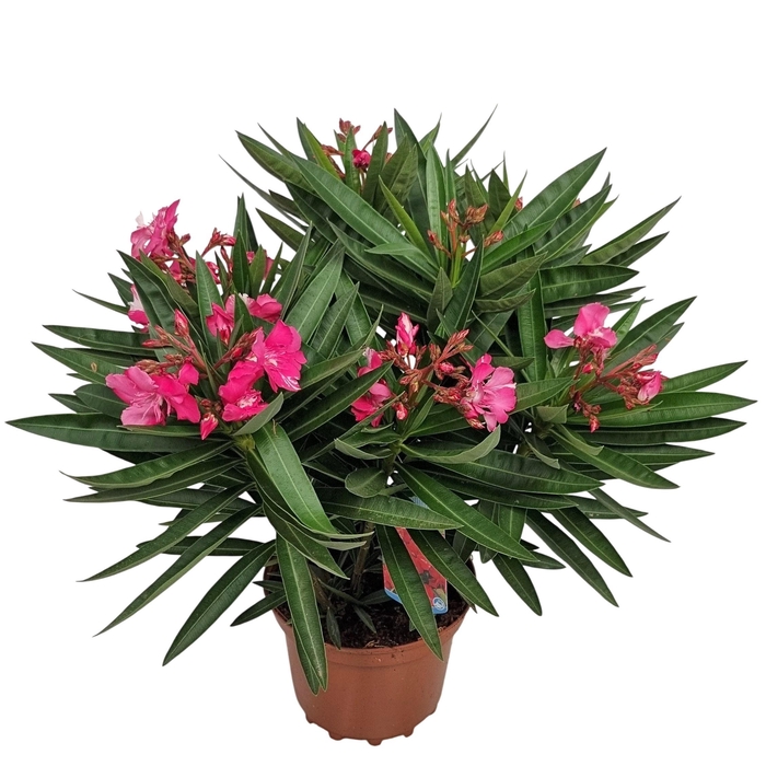 <h4>NERI OLEANDER</h4>