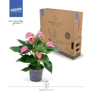 Anthurium - KARMA Joli | 12cm | PLASTIC FREE