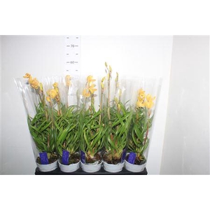 Cymbidium Mint Source 2 Branches