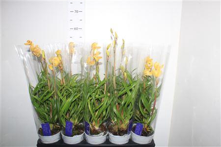 ** Cymbidium Mint Source 2 Branches***