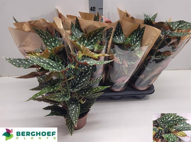 <h4>BEG MA SPOTL GREEN</h4>