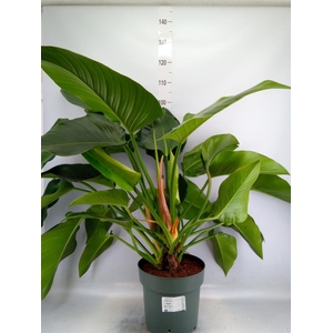 Philodendron  'Green Beauty'