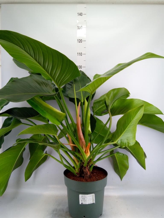 <h4>Philodendron  'Green Beauty'</h4>