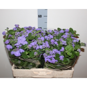 AGER H BLUE HORIZON