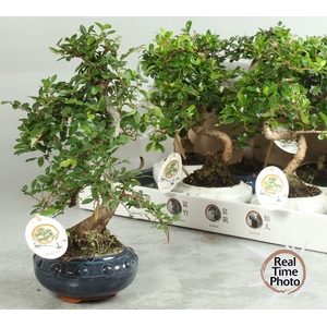 BONSAI GEM