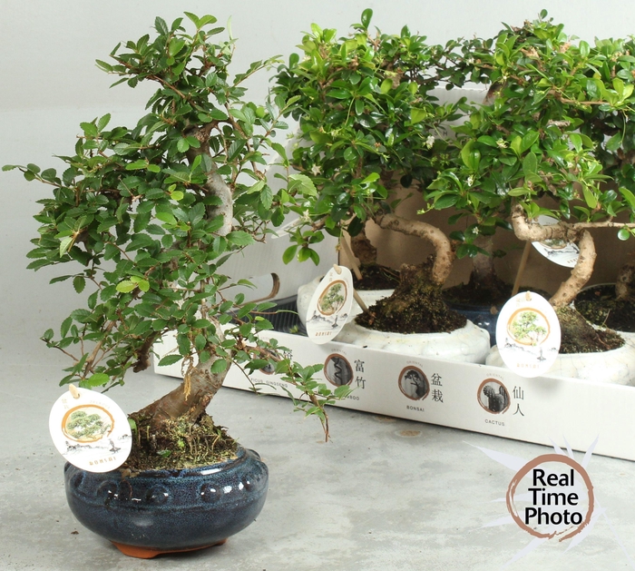 <h4>BONSAI GEM</h4>