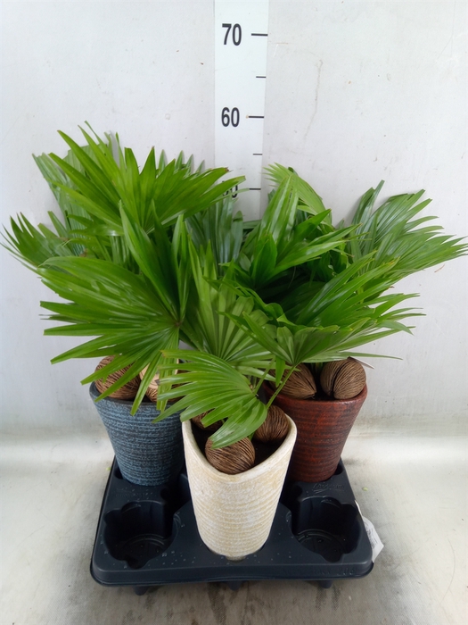 <h4>Livistona rotundifolia</h4>