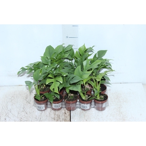 PHILODENDRON MINIMA P06