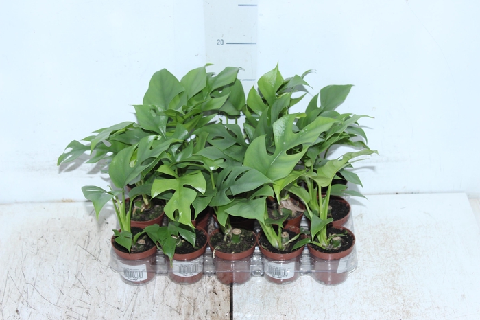 <h4>PHILODENDRON MINIMA P06</h4>