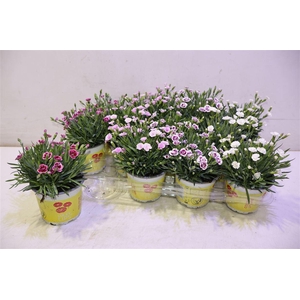 arr8 Dian 3-4 Kleuren Mix