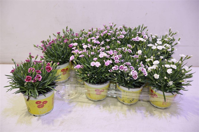 <h4>arr8 Dian 3-4 Kleuren Mix</h4>