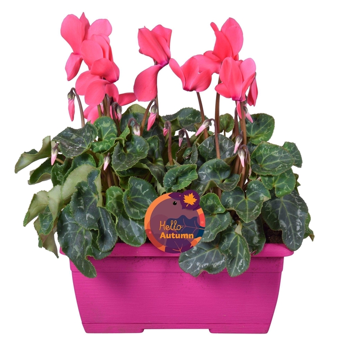 <h4>Cyclamen Ton sur Ton in roze duobakje</h4>
