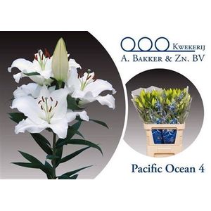 Li Or Pacific Ocean