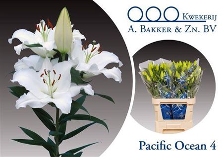 <h4>Li Or Pacific Ocean</h4>
