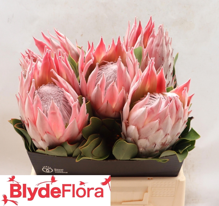 <h4>PROTEA CY SANDRA</h4>
