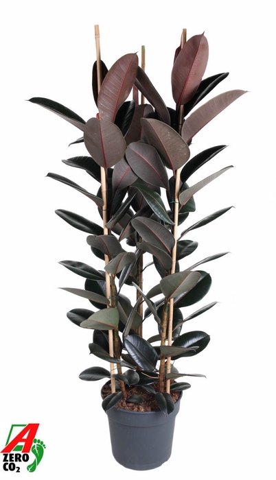 <h4>Ficus Elastica Abidjan</h4>