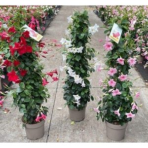 Dipladenia pyramide diverse kleuren
