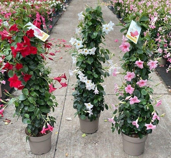 <h4>Dipladenia pyramide diverse kleuren</h4>
