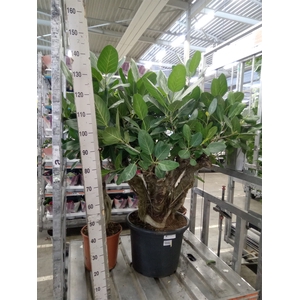 Ficus benghalensis 'Audrey'