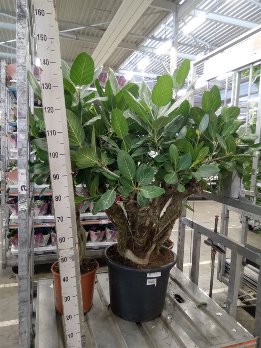 <h4>Ficus benghalensis 'Audrey'</h4>