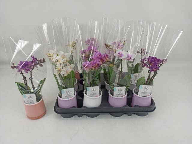 <h4>PHAL MINI</h4>