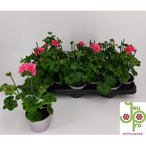 .Pelargonium (peltatum grp) royal coral