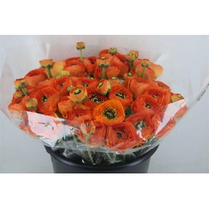 Ran Cloni Sup Lambada