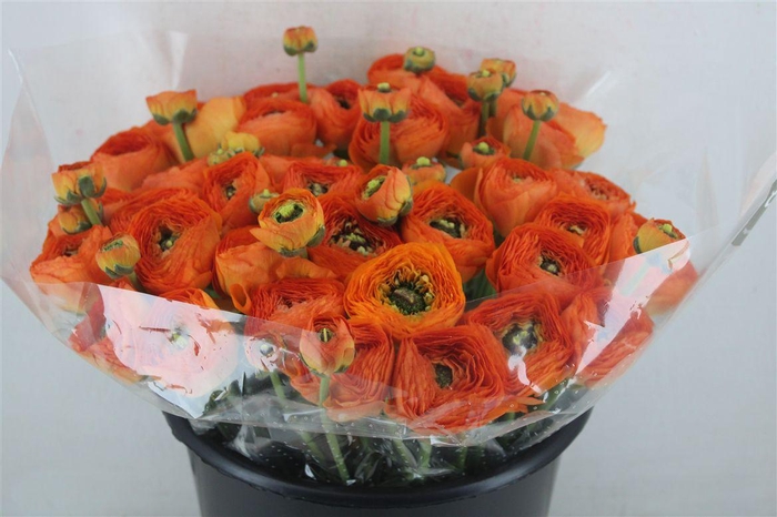 <h4>Ran Cloni Sup Lambada</h4>