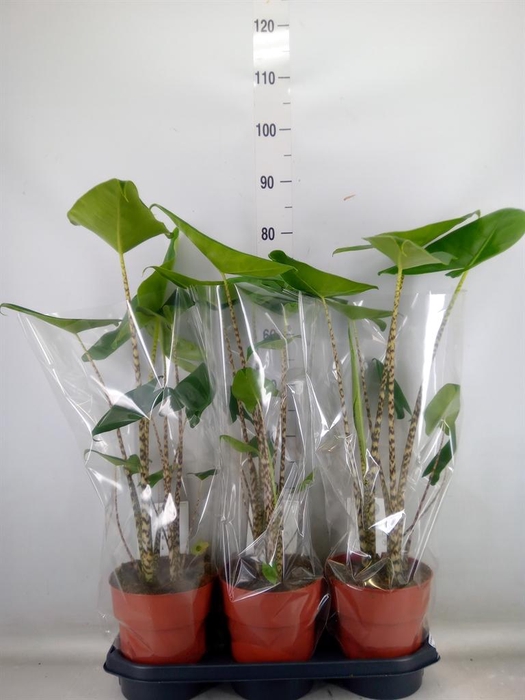 <h4>Alocasia zebrina</h4>