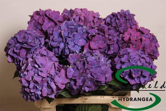 <h4>HYDR M CH RODEO PA</h4>