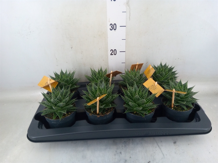 <h4>xGasteraloe  'Aurora'</h4>