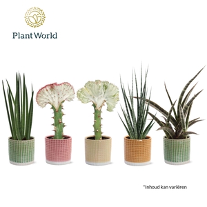 Sansevieria Mix Simpson in pot Elsa