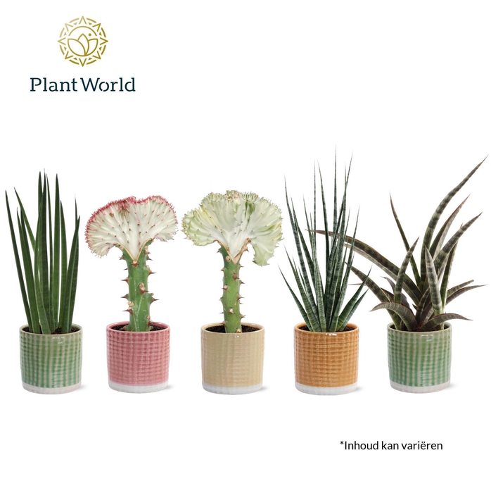 <h4>Sansevieria Mix Simpson in pot Elsa</h4>