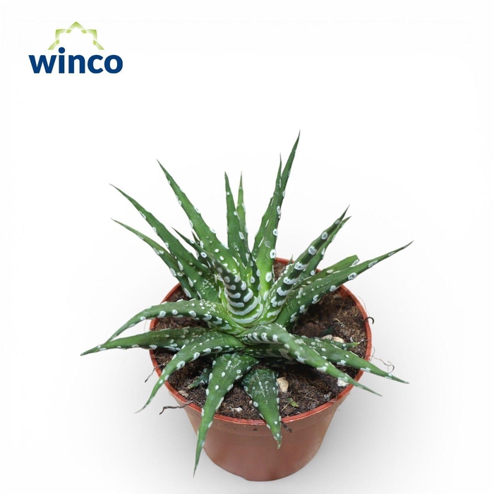 <h4>Haworthia Fasciata Grimal</h4>
