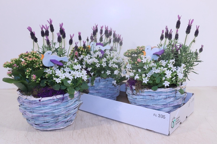 <h4>ARR TUINPLANTEN</h4>