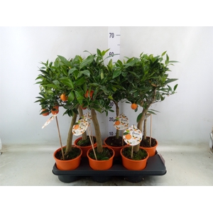 Citrofortunella microcarpa